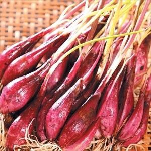 国華園 種いも 黒ウコン 250g / うこん くろうこん 黒うこん