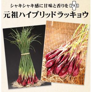 国華園 種球 ハイブリッドラッキョウ 越のレッ...の詳細画像2