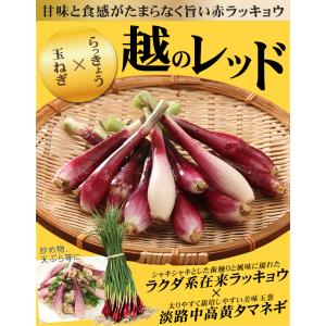 国華園 種球 ハイブリッドラッキョウ 越のレッ...の詳細画像1
