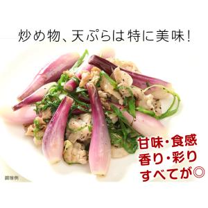 国華園 種球 ハイブリッドラッキョウ 越のレッ...の詳細画像3