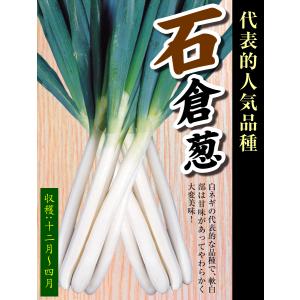 国華園 ネギ苗 石倉葱 100本の詳細画像1