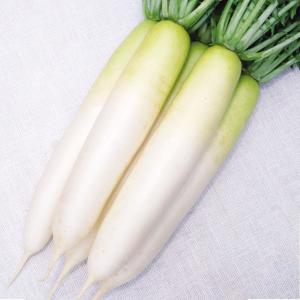 国華園 種 野菜たね ダイコン F1三季蒔き大根 1袋（3ml） 大根 やさいの種