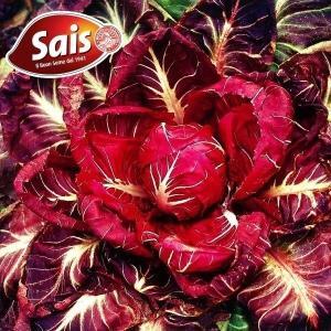 チコリ 種 花 ガーデニング の商品一覧 通販 Yahoo ショッピング