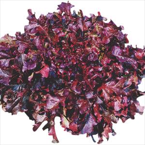 国華園 種 野菜たね レタス レッドサラダボール 1袋（2ml） やさいの種