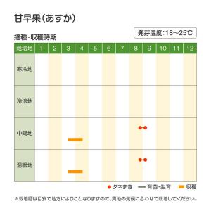 国華園 種 野菜たね タマネギ (超極早生)甘...の詳細画像3
