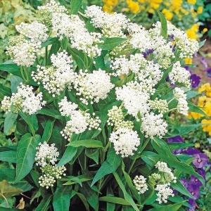 花種 花たね アスクレピアスセット 3種3袋 : 花と緑 国華園 - 通販