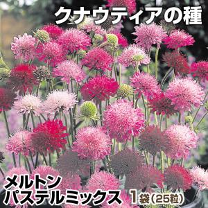 クナウティア 種 多年草 メルトンパステルミックス