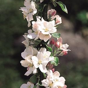 国華園 果樹苗 リンゴ(バレリーナRツリー) ...の詳細画像2