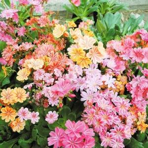 花苗 レウィシア エリーゼミックス(花色無選別)4株