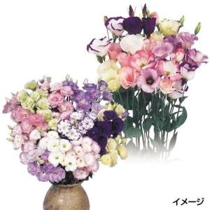 プラグ花苗 トルコキキョウミックス(花色無選別、一重咲き・八重咲き混合) 70本入1トレー