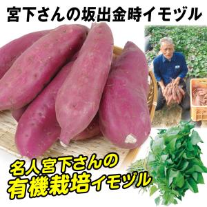 バイオ(ウイルスフリー)苗 紅はるか PVP登録品種 べにはるか