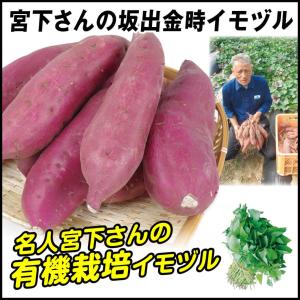 令和7年入荷分完売！】野菜の苗 バイオ(ウイルスフリー)苗 ベニアズマ