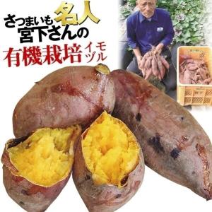 イモヅル(芋づる) 宮下さんの安納芋イモヅル 100本 / ...