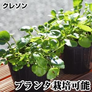 クレソン 苗の商品一覧 通販 Yahoo ショッピング