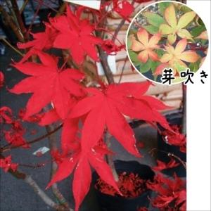 もみじ 苗木 苗  大盃 1株 / 10.5cmポット苗 紅葉 もみじの木 もみじの苗木 庭木 植木 花木苗 国華園