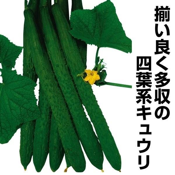 キュウリ 四葉 種 野菜たね F1新スーヨー 1袋（1ml） 胡瓜 やさいたね 国華園 こっかえん