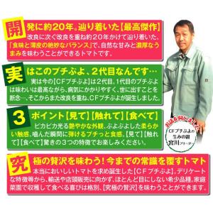 種 野菜たね ミニトマト F1CFプチぷよII...の詳細画像2