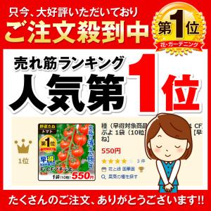 種 野菜たね ミニトマト F1CFプチぷよII...の詳細画像3