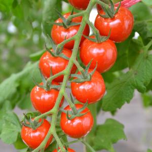 種 野菜たね ミニトマト F1CFプチぷよII...の詳細画像5