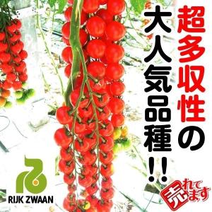 トマト ミニトマト 種 野菜たね F1ダルタリーRZ 1袋（6粒） やさいたね 国華園 こっかえん｜kokkaen