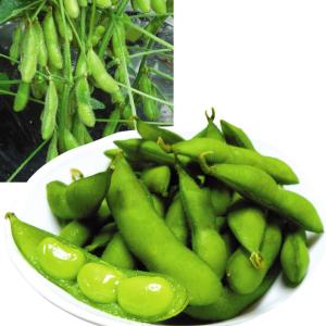 種 野菜たね エダマメ 肴豆（さかなまめ） 1袋（30ml） 枝豆 やさいの種 国華園