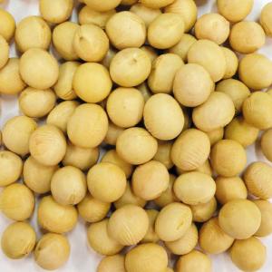 種 野菜たね 大豆 たまふくら 1袋（30ml） だいず やさいの種 国華園