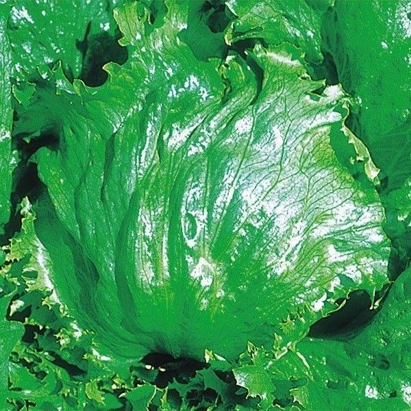 種 野菜たね レタス パリジャン 1袋（5ml） やさいの種 国華園