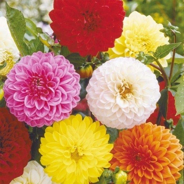 種 花たね ダリア ポンポン咲混合 1袋(300mg)