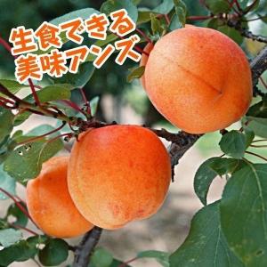花と緑 国華園 ウメ アンズ苗 落葉果樹苗 Yahoo ショッピング