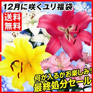 ユリ 球根 12月咲ユリ 最終特価福袋 (品種見計らい・名称付) 30球 冬に咲くユリ ユリの球根 送料無料