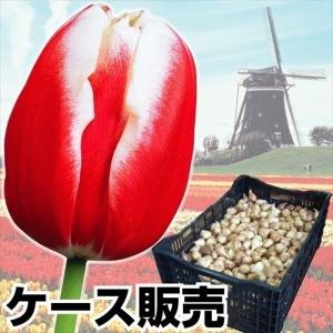 チューリップ 球根 赤白2色咲 ケース販売 普通球(球周: 約10cm) 1100球｜kokkaen