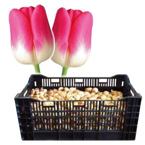 チューリップ球根販売の商品一覧 通販 Yahoo ショッピング