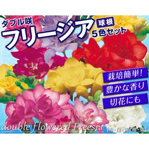 国華園 フリージア 球根 ダブル咲セット 5色...の詳細画像1
