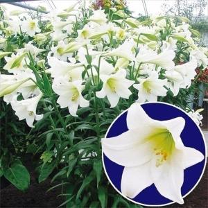 国華園 ユリ 球根 鉄砲ユリ 白花 40球 百合球根 ユリの球根 テッポウユリ
