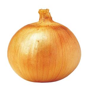 国華園 種 野菜たね タマネギ （晩生）F1玉光 1袋（5ml） 玉葱 玉ねぎ