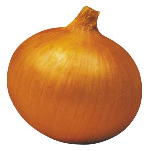 国華園 種 野菜たね タマネギ (中生)ゴール...の詳細画像1
