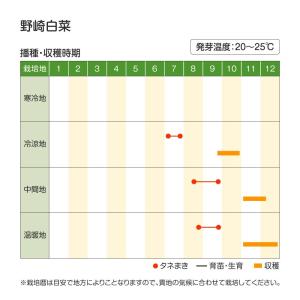 国華園 種 野菜たね ハクサイ 野崎白菜 1袋...の詳細画像3