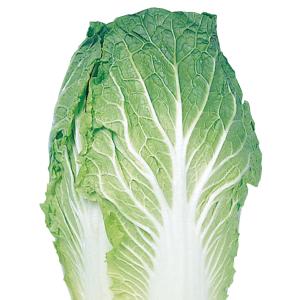 国華園 種 野菜たね ハクサイ 野崎白菜 1袋...の詳細画像2