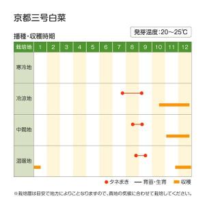 国華園 種 野菜たね ハクサイ 京都三号白菜 ...の詳細画像2