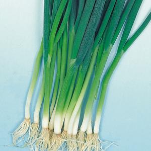 国華園 種 野菜たね ネギ 九条太葱 1袋(5...の詳細画像1