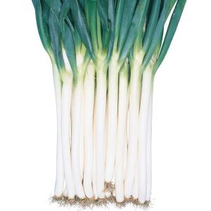 国華園 種 野菜たね ネギ 改良九条葱 1袋（8ml） 葱 くじょう やさいの