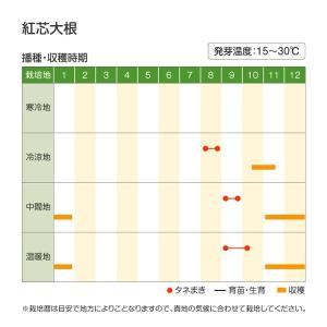 国華園 種 野菜たね ダイコン 紅芯大根 1袋...の詳細画像3