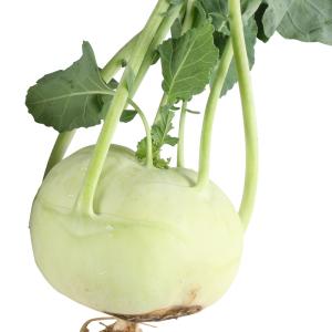 国華園 種 野菜たね キャベツ コールラビー甘...の詳細画像1