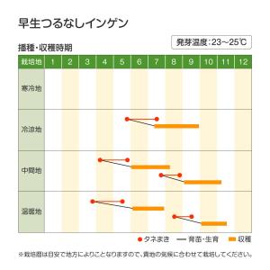国華園 種 野菜たね マメ インゲン 早生つる...の詳細画像2