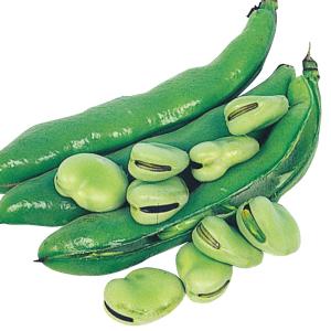 国華園 種 野菜たね マメ ソラマメ 一寸そら豆 1袋（25ml） 豆 空豆 蚕豆 やさいの種