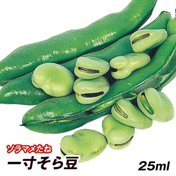 種 野菜たね マメ ソラマメ 一寸そら豆 1袋（25ml） 豆 野菜の種 国華園