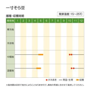 国華園 種 野菜たね マメ ソラマメ 一寸そら...の詳細画像3