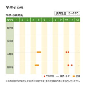 国華園 種 野菜たね マメ ソラマメ 早生そら...の詳細画像2