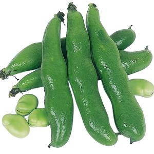 国華園 種 野菜たね マメ ソラマメ 早生そら...の詳細画像1