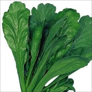 国華園 種 野菜たね 春菊 お多福春菊 1袋（30ml） しゅんぎく 菊菜 きくな やさいの種